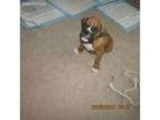 Boxer Puppy for sale in Port Deposit, MD, USA