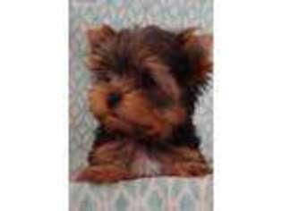 Yorkshire Terrier Puppy for sale in Pell City, AL, USA