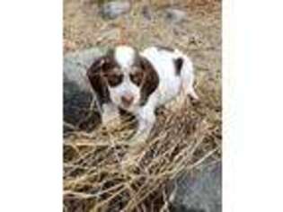 Beagle Puppy for sale in Spanaway, WA, USA