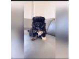 Pomeranian Puppy for sale in Sacramento, CA, USA