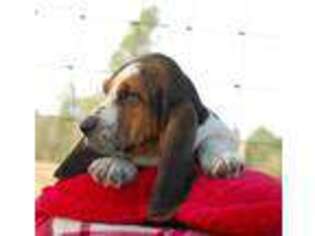 Basset Hound Puppy for sale in Chiefland, FL, USA