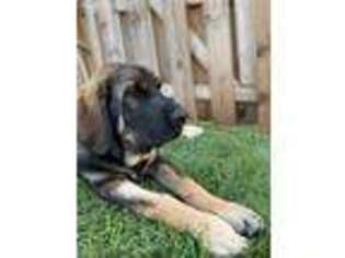 Spanish Mastiff Puppy for sale in Clayton, NC, USA
