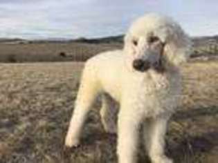 Mutt Puppy for sale in Livingston, MT, USA