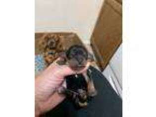 Cavalier King Charles Spaniel Puppy for sale in Orange Grove, TX, USA