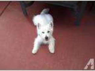 West Highland White Terrier Puppy for sale in WARNER ROBINS, GA, USA