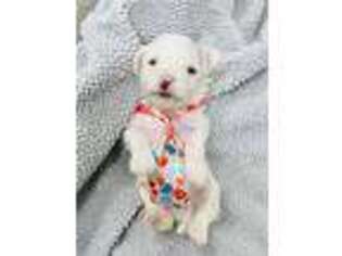Maltese Puppy for sale in Breese, IL, USA