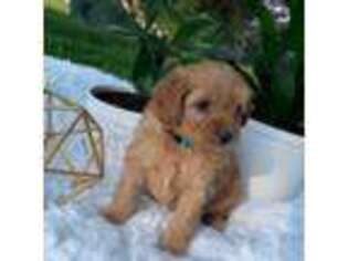 Cavapoo Puppy for sale in East Earl, PA, USA