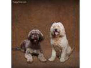 Labradoodle Puppy for sale in Port Saint Lucie, FL, USA