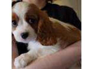 Cavalier King Charles Spaniel Puppy for sale in New Braunfels, TX, USA