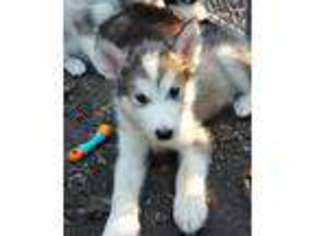 Alaskan Malamute Puppy for sale in Overland Park, KS, USA
