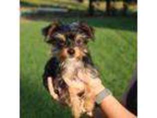 Yorkshire Terrier Puppy for sale in Newcastle, CA, USA