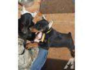 Doberman Pinscher Puppy for sale in MEBANE, NC, USA