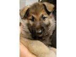 German Shepherd Dog Puppy for sale in Toccoa, GA, USA