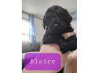 Goldendoodle Puppy for sale in Henderson, NC, USA