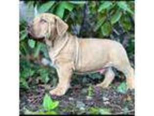 Boerboel Puppy for sale in Drexel Hill, PA, USA