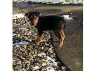 Airedale Terrier Puppy for sale in Bluffton, IN, USA