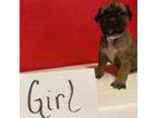 Boerboel Puppy for sale in Lithia Springs, GA, USA