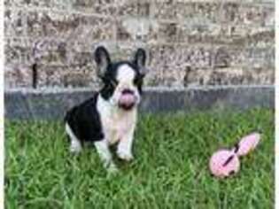 Mutt Puppy for sale in Biloxi, MS, USA