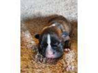 French Bulldog Puppy for sale in Paw Paw, IL, USA