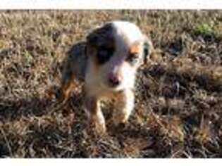 Miniature Australian Shepherd Puppy for sale in Bulverde, TX, USA