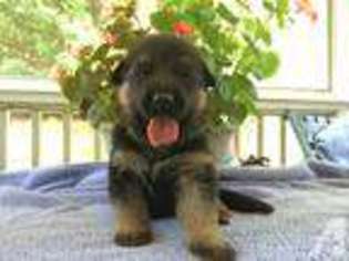 German Shepherd Dog Puppy for sale in ALPHARETTA, GA, USA