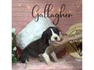 Great Dane Puppy for sale in Arab, AL, USA