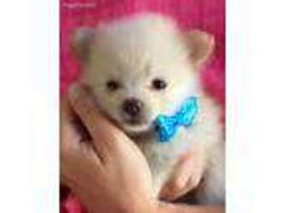 Pomeranian Puppy for sale in Chuckey, TN, USA