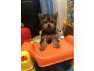 Yorkshire Terrier Puppy for sale in Port Saint Lucie, FL, USA