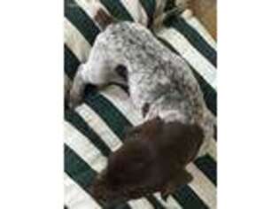 German Shorthaired Pointer Puppy for sale in Koshkonong, MO, USA