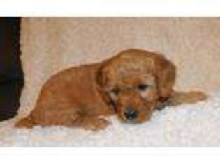 Goldendoodle Puppy for sale in Siloam Springs, AR, USA