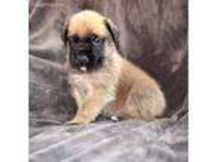 Mastiff Puppy for sale in Palmer, AK, USA
