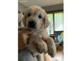 Golden Retriever Puppy for sale in Andover, CT, USA