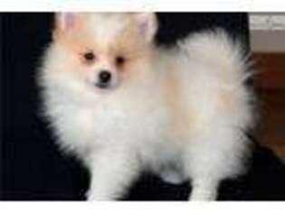 Pomeranian Puppy for sale in Sioux Falls, SD, USA