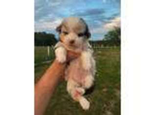 Pembroke Welsh Corgi Puppy for sale in Windermere, FL, USA