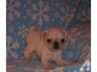 Pug Puppy for sale in WINLOCK, WA, USA