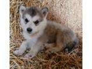 Alaskan Malamute Puppy for sale in Bushnell, IL, USA