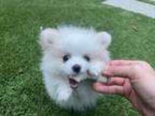 Pomeranian Puppy for sale in Ontario, CA, USA