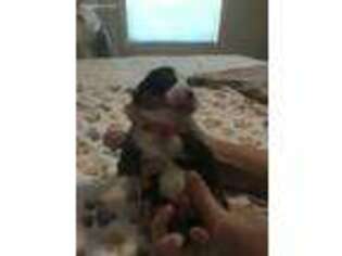 Pembroke Welsh Corgi Puppy for sale in Caddo Mills, TX, USA