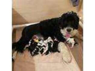 Portuguese Water Dog Puppy for sale in Waukesha, WI, USA