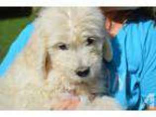 Goldendoodle Puppy for sale in HARRISON, OH, USA