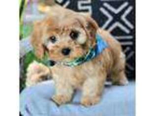 Cavapoo Puppy for sale in Ruston, LA, USA