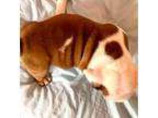 Bulldog Puppy for sale in Statesboro, GA, USA