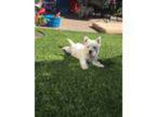 West Highland White Terrier Puppy for sale in Saint Johns, FL, USA