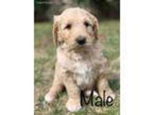 Goldendoodle Puppy for sale in Pima, AZ, USA