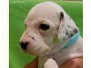 Dalmatian Puppy for sale in Nebo, NC, USA