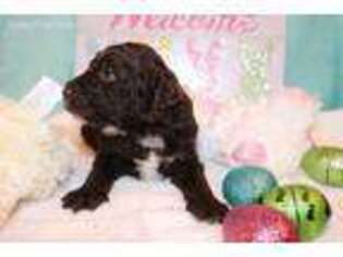 Labradoodle Puppy for sale in Seligman, MO, USA