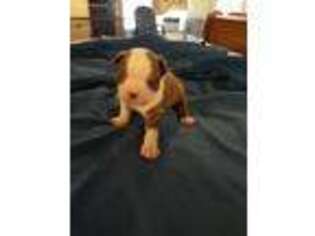 Boston Terrier Puppy for sale in Valdosta, GA, USA