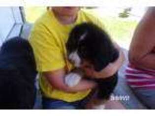 Bernese Mountain Dog Puppy for sale in Niangua, MO, USA