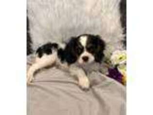 Cavalier King Charles Spaniel Puppy for sale in Houston, MO, USA
