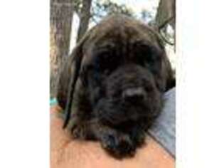 Mastiff Puppy for sale in Flint, TX, USA